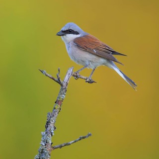 Red-backed Shrike
