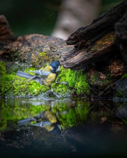 Great tit