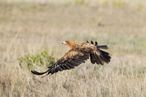 Tawny Eagle