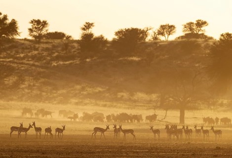 Springbok