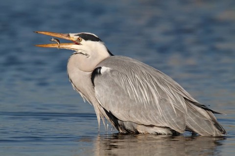 Grey heron