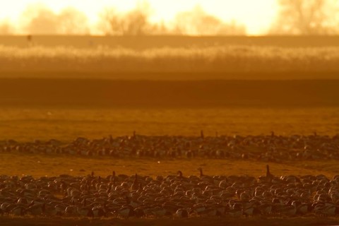 Barnacle Goose