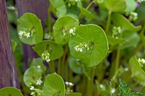 Flowering miner's lettuce