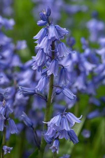 Bluebell