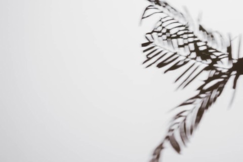 Palm leaves shadows isolated white backdrop
