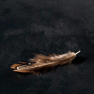 High angle quail feather