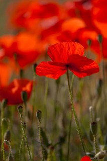 Poppy flowers