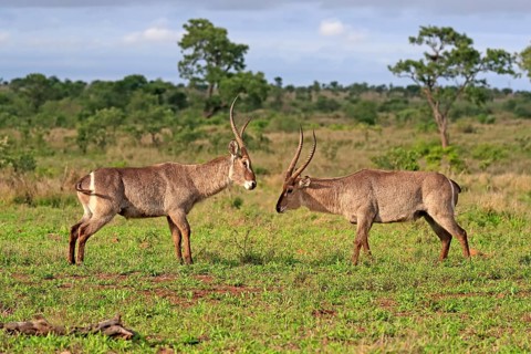 Ellipsen waterbuck