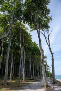 Ghost forest in Nienhagen
