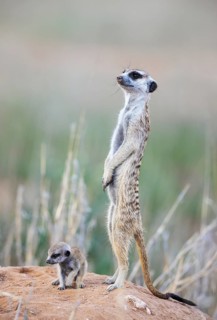 Suricate
