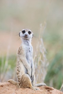 Suricate