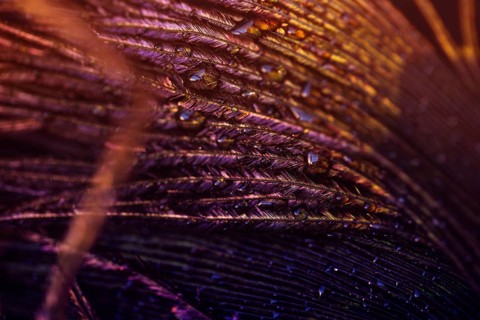 Light peacock feather with water drop