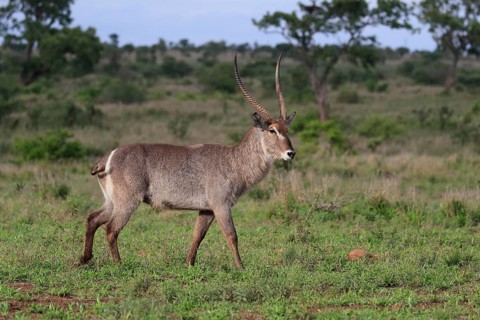 Ellipsen waterbuck