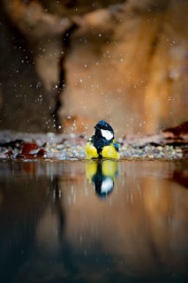 Great tit