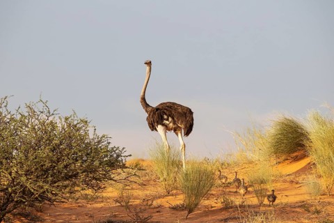 Ostrich