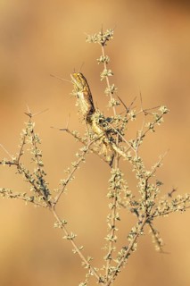 Ground Agama