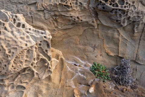 Bizarre rock formations and plant in the Buca delle Fate