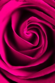 Beautiful purple rose closeup