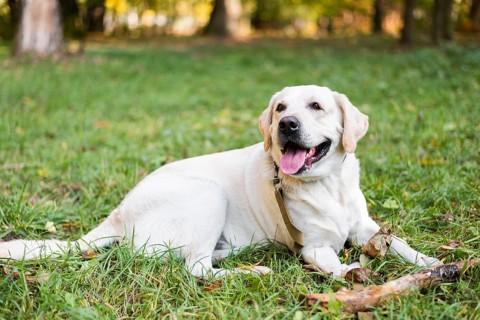 Portrait cute labrador sitting grass