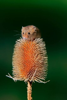 Eurasian harvest mouse