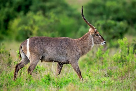 Ellipsen waterbuck
