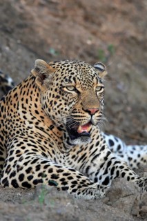 Leopard