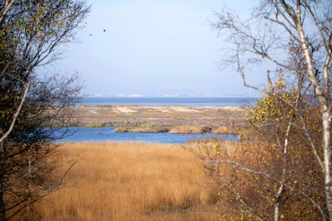 Floating bog
