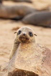 Cape Fur Seal