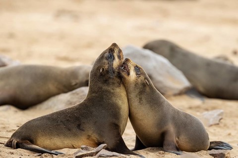 Cape Fur Seal