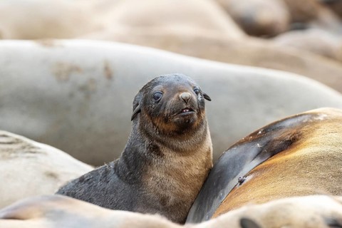 Cape Fur Seal