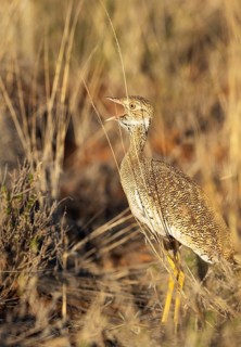 Northern Black Korhaan