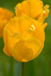 Fringed tulip