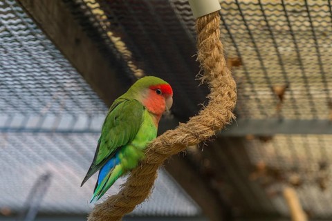 Peach-faced lovebird