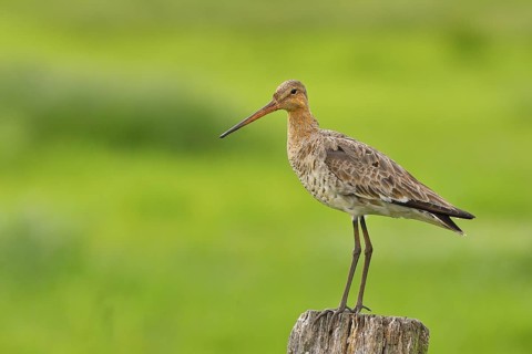Black-tailed Godwit