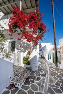 White Cycladic houses with flower pots and red bougainvillea