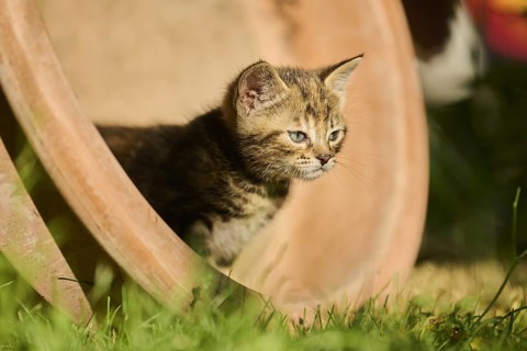 Bengal cat