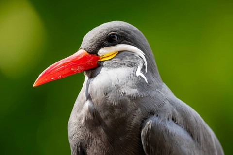 Inca Tern