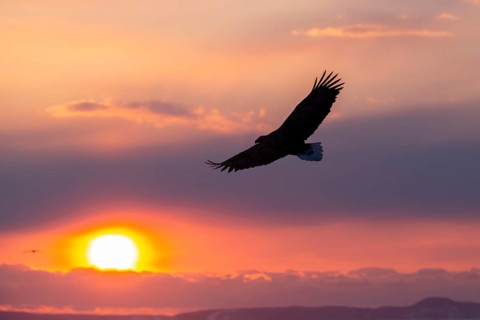 Stellers sea eagle