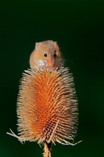 Eurasian harvest mouse