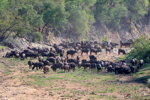 Cape buffalo