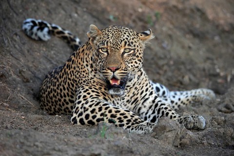 Leopard