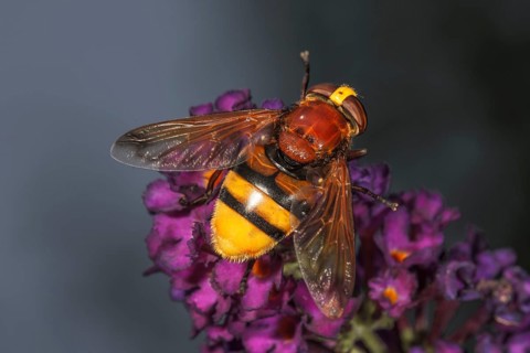 Hornet mimic hoverfly