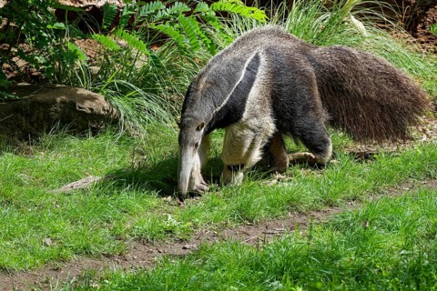 Giant anteater