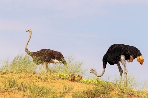 Ostrich