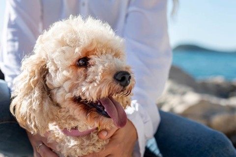 Close up poodle sitting owner lap