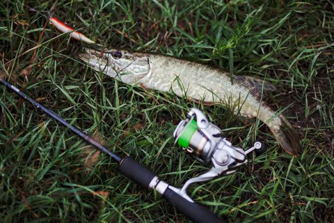 Elevated view fishing rod with fresh fish green grass