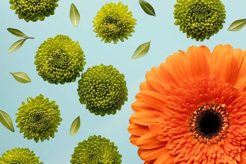 Top view spring daisies gerbera