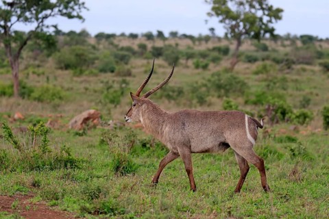 Ellipsen waterbuck