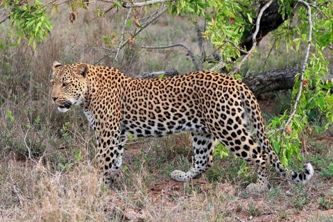 Leopard