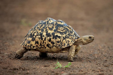 Leopard tortoise